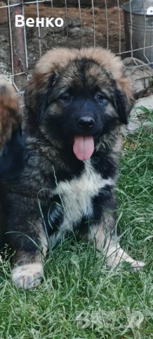Кавказка овчарка , снимка 1