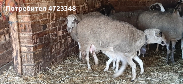 Продавам 20 млади овце, снимка 5 - Овце - 53278461