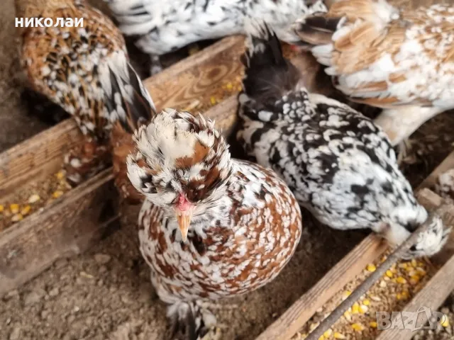 продавам яйца от бреговска джинка, снимка 12 - други­ - 49700485