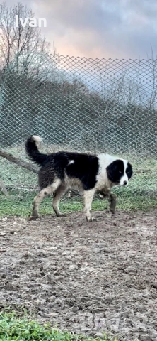 Каракачанка мъжко, снимка 2 - Каракачанска овчарка - 53585265