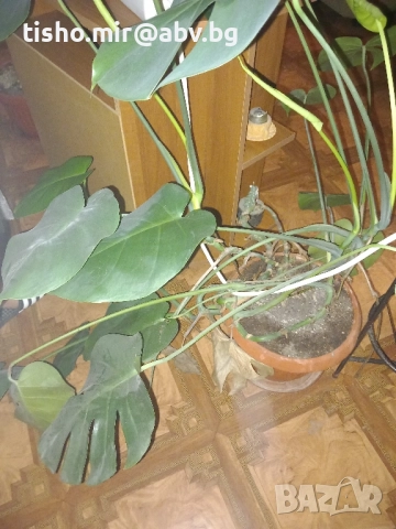 Филодендрон, снимка 9 - Стайни растения - 50517631