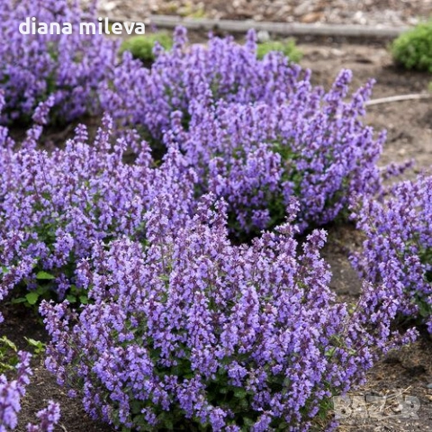 Непета, Nepeta, многогодишна и студоустойчива!!