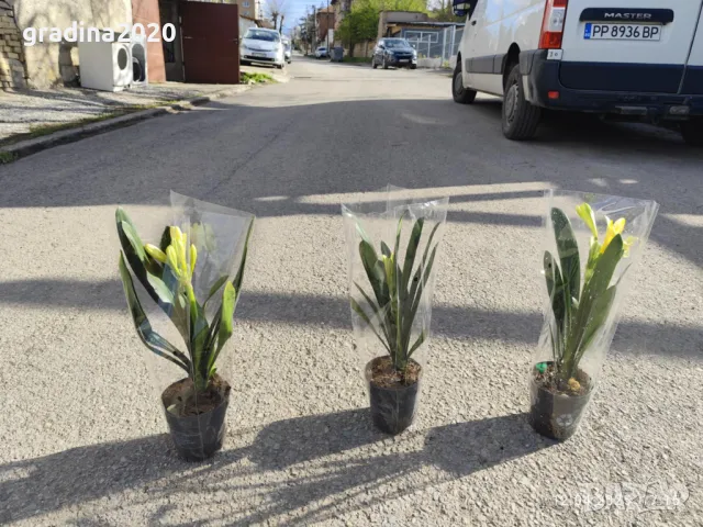 Киливия - Жълта, снимка 3 - Разсади - 49936153