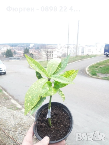 Аукуба -Aucuba, снимка 5 - Разсади - 52383950