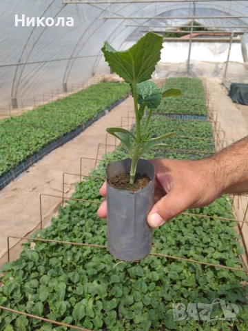 Разсад дини и пъпеши, снимка 4 - Разсади - 53251687