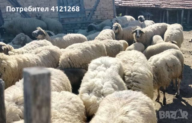 Продавам дойни овце 36 бр. , снимка 2 - Овце - 46079983