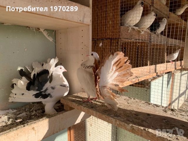 Фенерлии, снимка 3 - Гълъби - 53809418