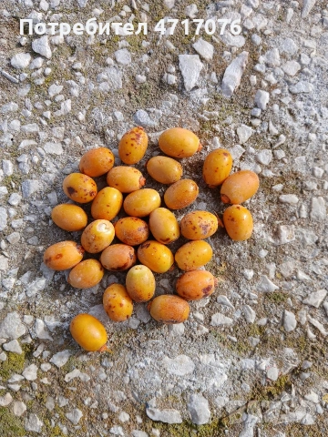 семена от канарска финикова палма 