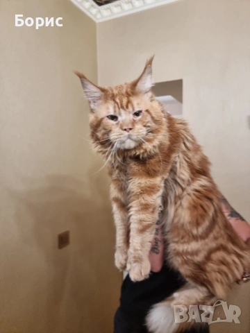 Мейн куун котета, снимка 5 - Мейн кун - 35075644