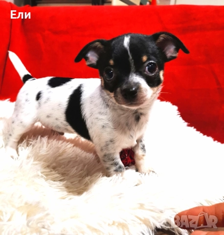 Мини Чихуахуа( мъжко ) , снимка 1