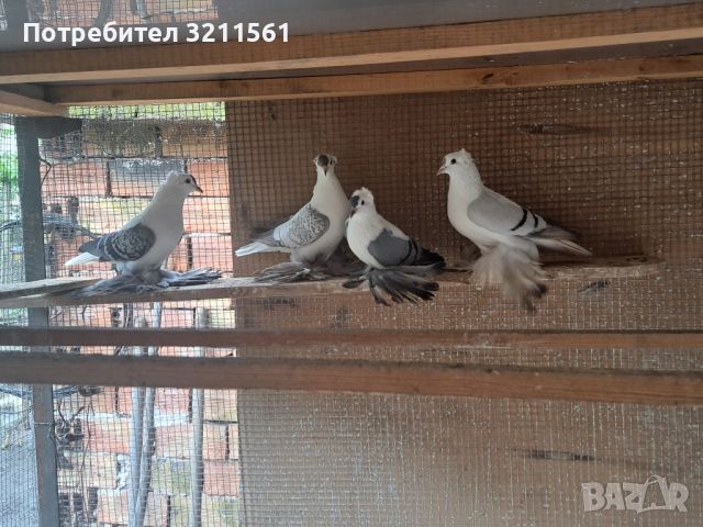 нюрберсй чайки , снимка 4 - Гълъби - 45580767