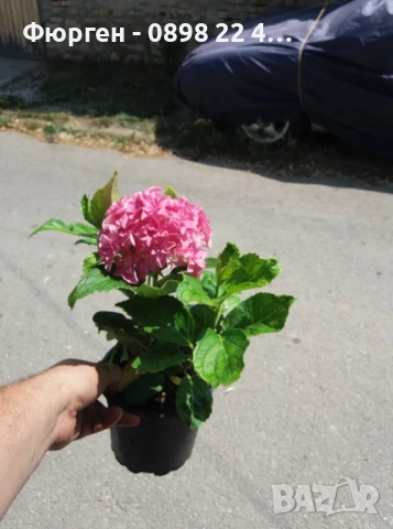 Хортензия Принцеса Даяна - Hydrangea princess Diana, снимка 6 - Разсади - 50962201