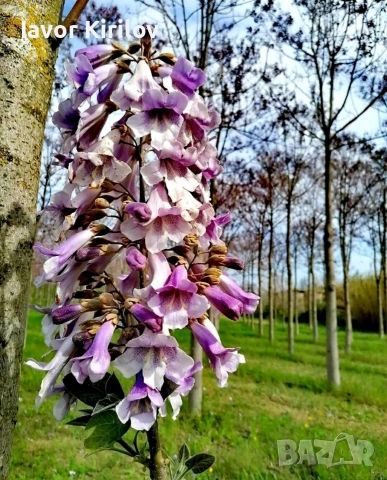 Пауловния , снимка 11 - Разсади - 53951168