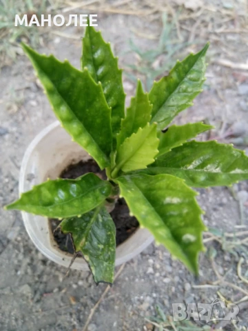 🪴🪴🪴Японска аукуба🪷🪷🪷🍀, снимка 2 - Стайни растения - 53010498