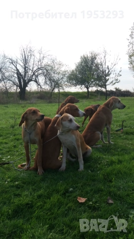 Гончета  елитни обучени за лов 