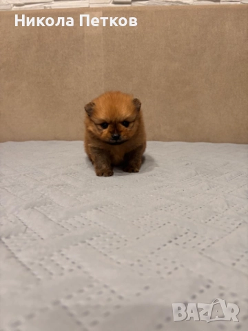 Померан мини, снимка 11 - Померан - 52910461