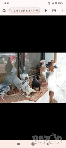 Гълъби * Блондинети * шов поста, снимка 6 - Гълъби - 54219905