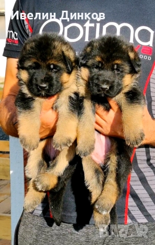 Немска овчарка с родословие от развъдник Бургас , снимка 5 - Немска овчарка - 52044330