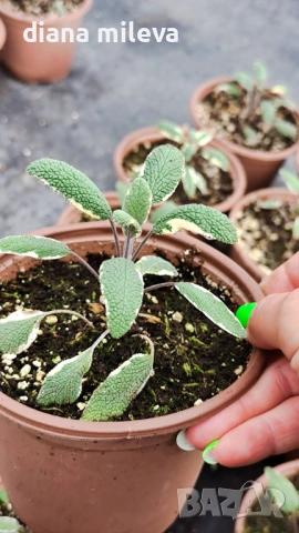 Шарена Салвия, Salvia officinalis, многогодишна, снимка 10 - Градински цветя и растения - 54010921