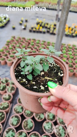 Непета, Nepeta, многогодишна и студоустойчива!!, снимка 4 - Градински цветя и растения - 52425887