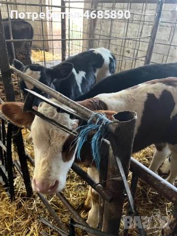 Симентали и абардинчета за продан , снимка 5 - Крави - 53705177