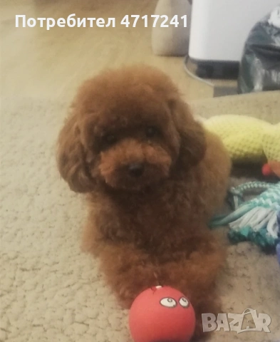 Той пудел, снимка 3 - Пудели - 53723933