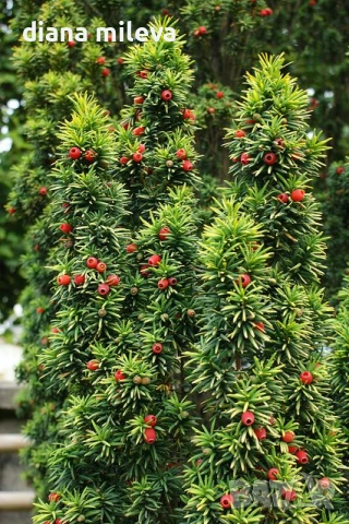 Тис, Taxus baccata, студоустойчив , снимка 4 - Градински цветя и растения - 53068902