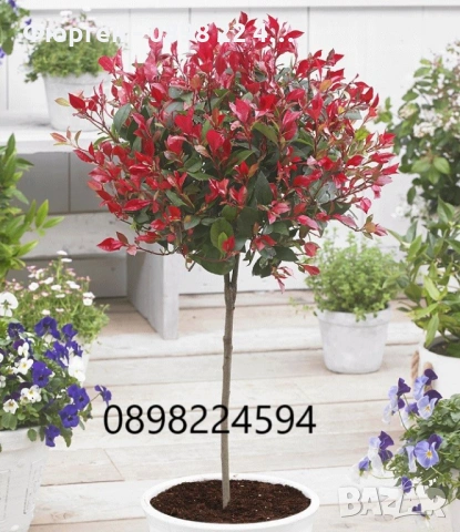 🌿 Фотиния (Photinia) – декоративна вечнозелена щамба