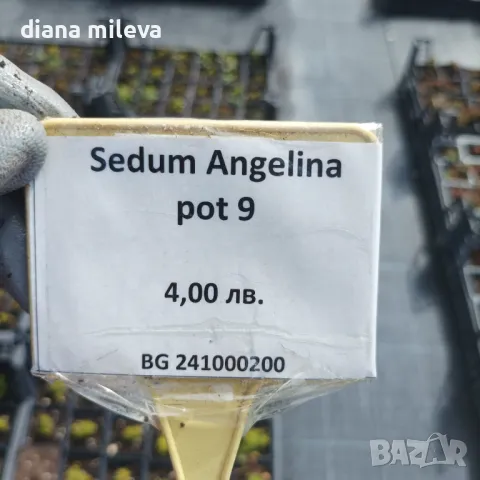 Седум Анджелина, Sedum rupestre Angelina, снимка 12 - Градински цветя и растения - 47307888