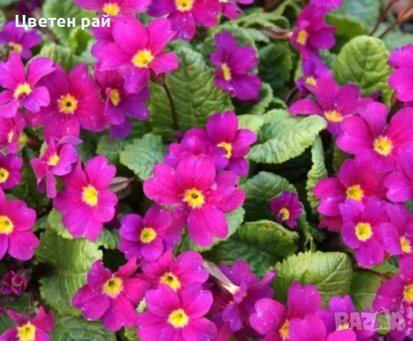 Иглика в саксия, зимоустойчиво и многогодишно растение , снимка 4 - Градински цветя и растения - 53759487