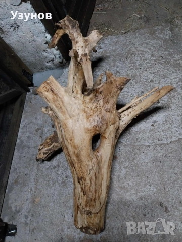 Декорация -корен от дъб, снимка 5 - Декорация за дома - 52513802