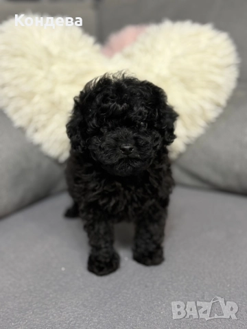 Пудел Той/ Тийкъп