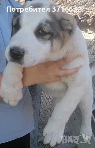 Вълкодав, снимка 4 - Алабай - 50668620