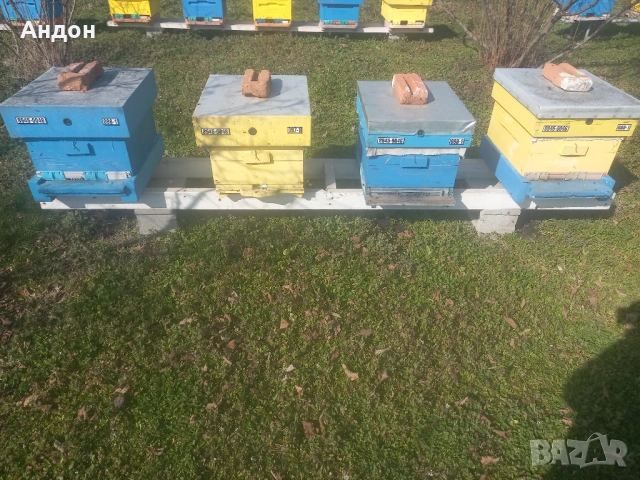 презимували пчелни отводки / семейства ЛР, снимка 8 - Други животни - 53406337