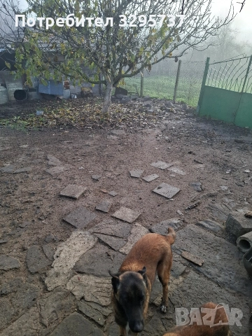 Белгийска овчарка Малиноа, снимка 4 - Белгийска овчарка - 52827626