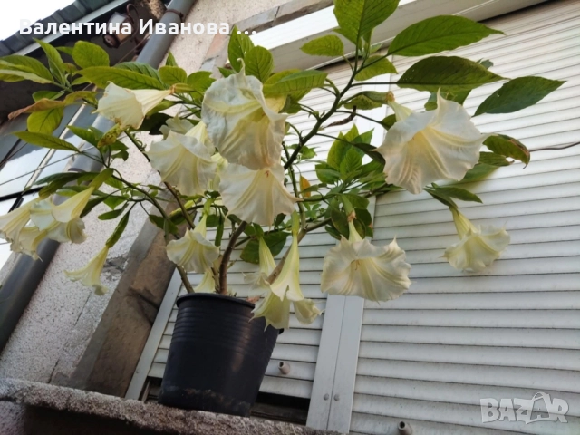 комплект 4бр ангелски тромпет , снимка 2 - Разсади - 52380470