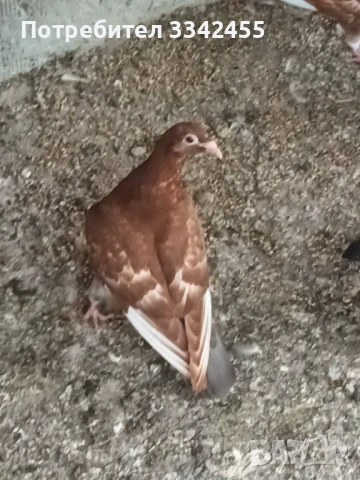 Пощенски гълъби, снимка 5 - Гълъби - 51025275