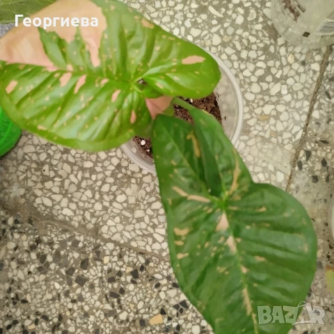 сингониум, филодендрон, сциндапсус 