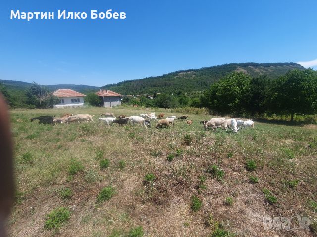 Svobodni kozi 18br, снимка 2 - Кози - 46439219