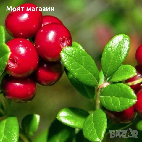 Червена Американска Боровинка