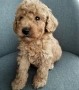 Mini poodle/Мини пудел , снимка 8