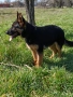 Продавам женска немска овчарка., снимка 2