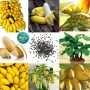 50 бр. Семена от Бонсай бананово дърво екзотични редки плодове палма за декорация на градината, снимка 2