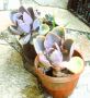Синя хоста, пасифлора, секуленти и др. цветя, снимка 3