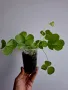 Оксалис, Oxalis Bowiei, снимка 2