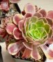 Aeonium 'Superbang', снимка 2