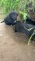 Кученце Кане Корсо Смеска с Алабай с Доставка 60лв, снимка 9