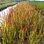 Imperata 'Red Baron', Декоративна трева, снимка 9