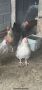 Катунски Кокошки, снимка 1 - Кокошки и пуйки - 45587217