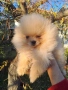 Продавам померан , снимка 2